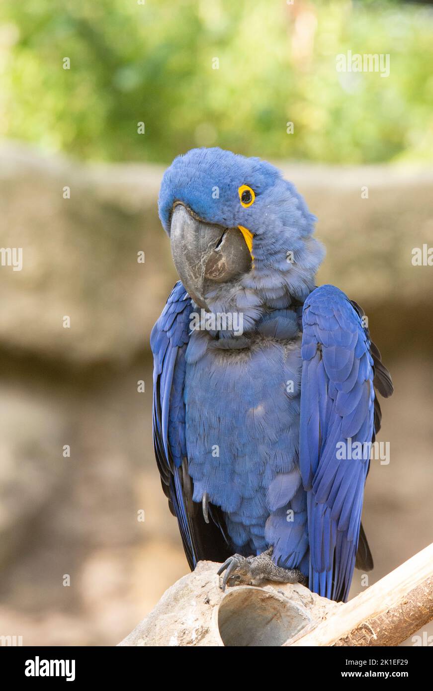 La macaw jacinthe est un perroquet à l'œil bleu endémique de l'Amérique du  Sud. Avec un poids jusqu'à 1,3 kg et une longueur jusqu'à un mètre, la  jacinthe macaw i Photo Stock -