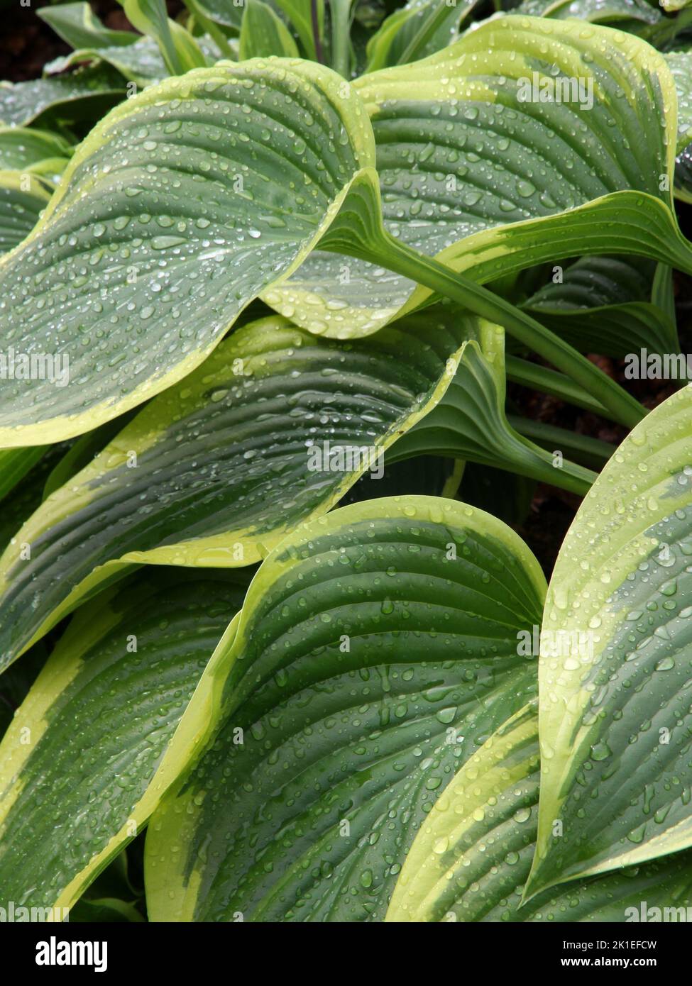 Feuilles de l'HostA 'Royal Standard' Banque D'Images