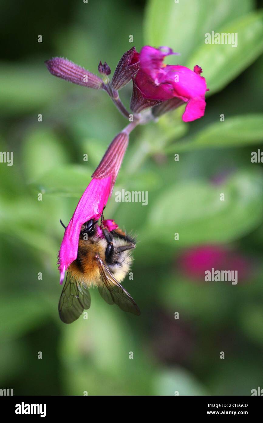 Carde commun Bee (Bombus pascuorum) Banque D'Images