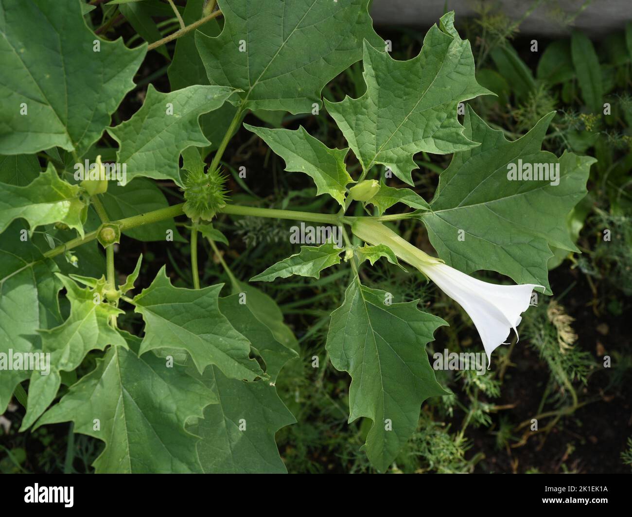La pomme d'épine, Datura stramonium est une plante médicinale qui est également utilisée en médecine. Banque D'Images
