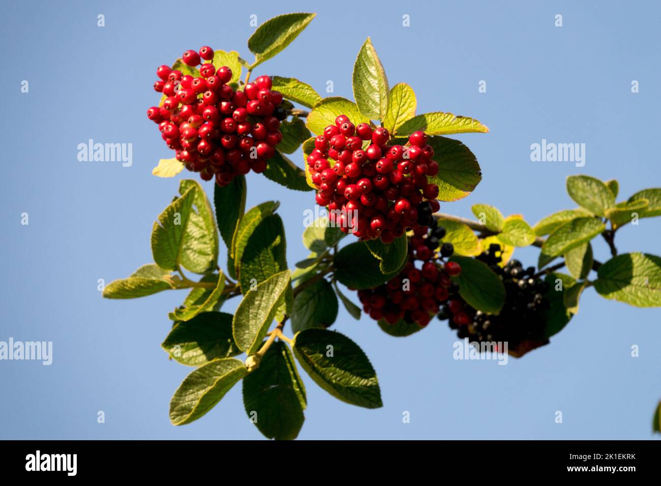 Baies rouges, branche, Viburnum aragonense, mûr, Viburnum lantana,Twistwood, Baies de Viburnum Banque D'Images
