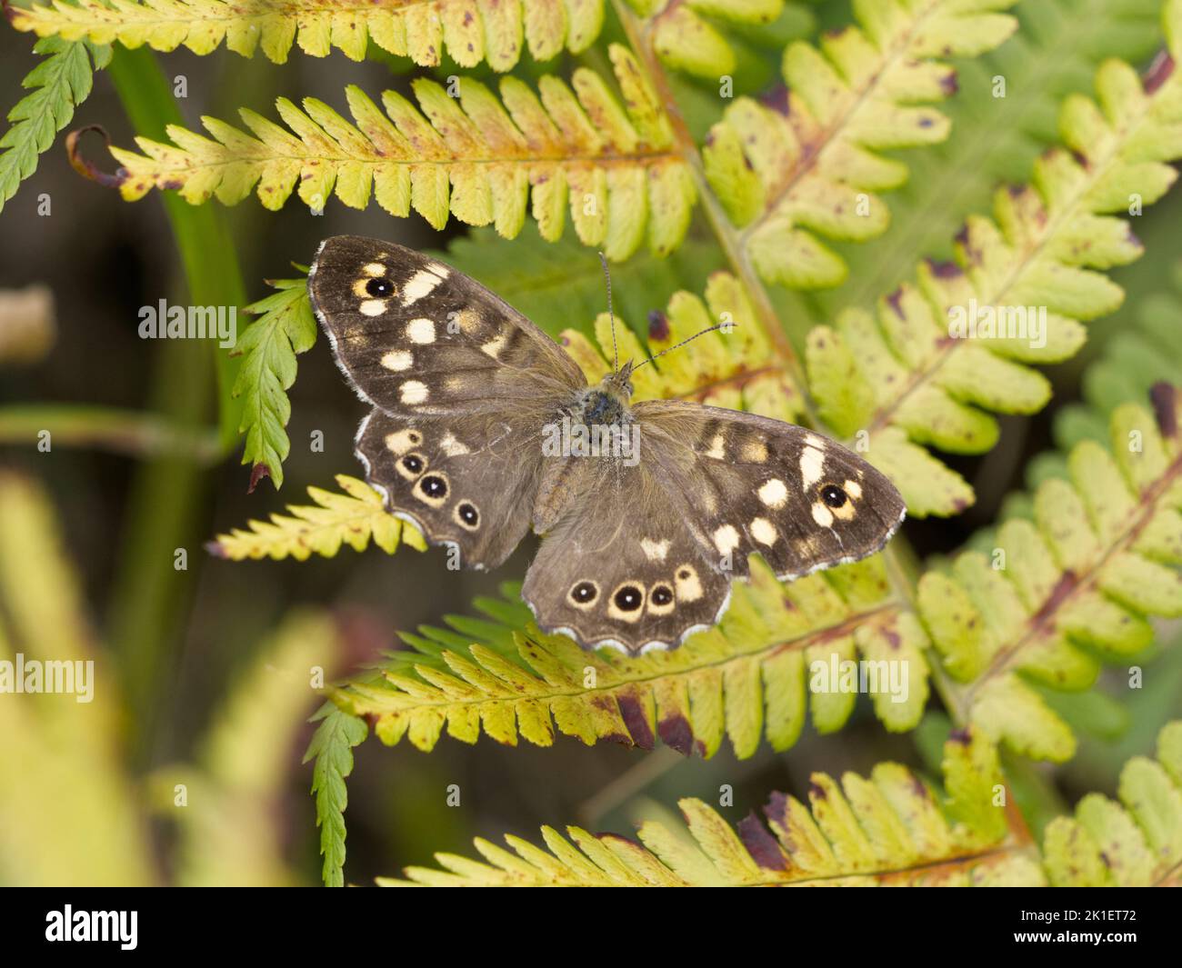 Bois tacheté (Pararge aegeria) papillon sur fougères Banque D'Images