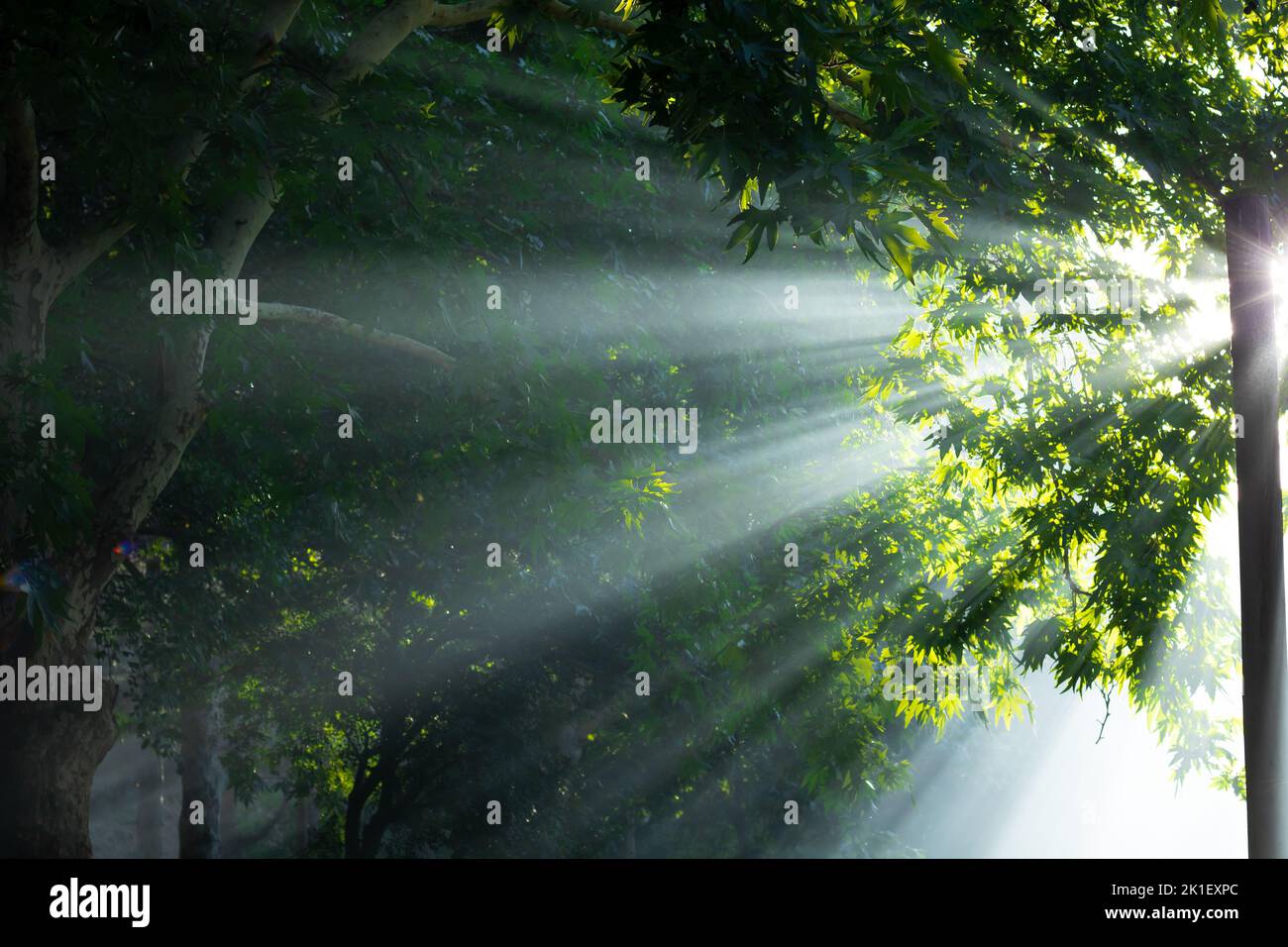 Rayons de soleil dans la forêt. Photo de concept de nature ou d'environnement ou de jour de la terre. Mise au point sélective. Banque D'Images