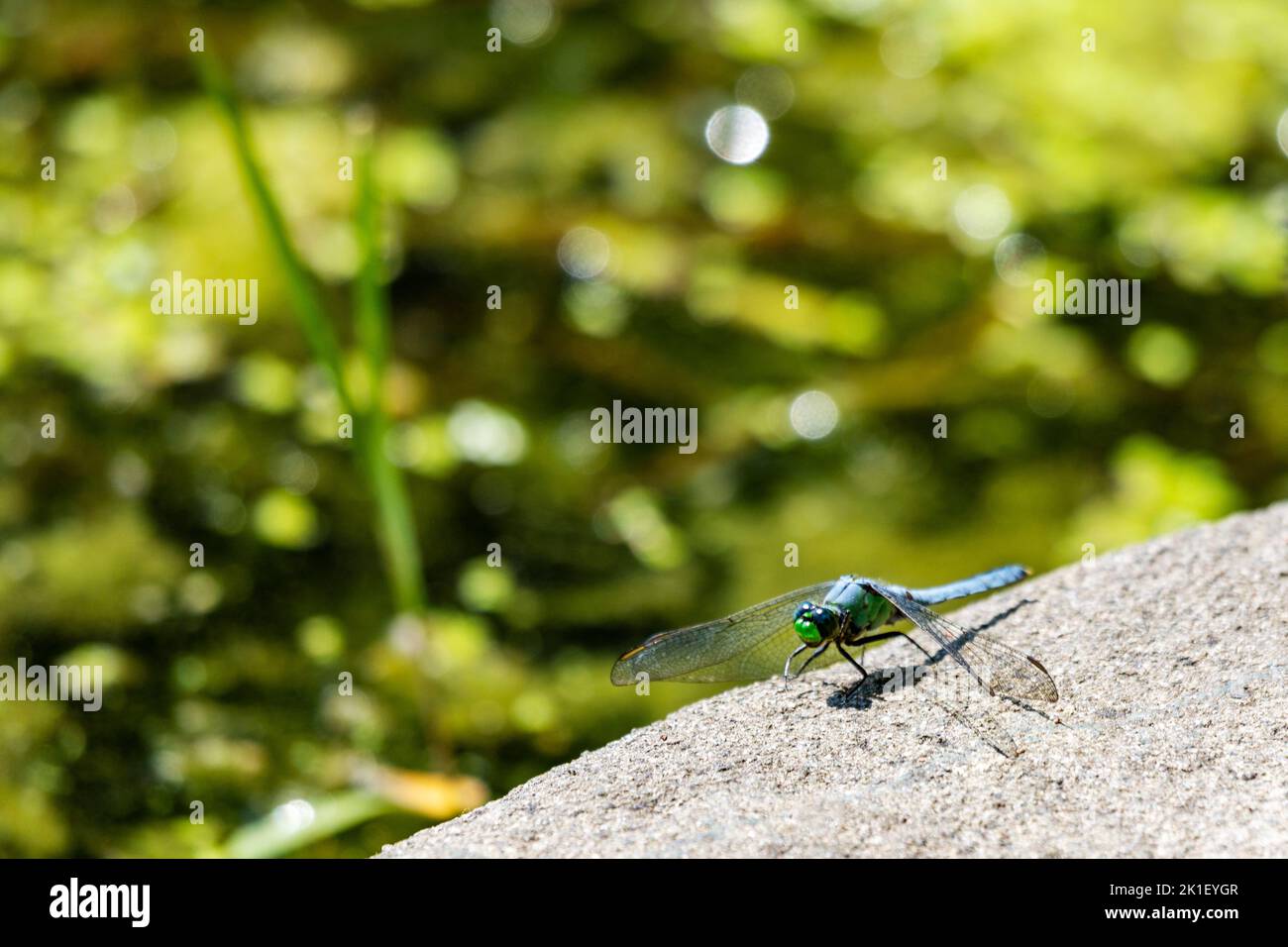 Une libellule dasher bleu mâle repose légèrement sur un neext rocheux vers un lac Wisconsin. Banque D'Images