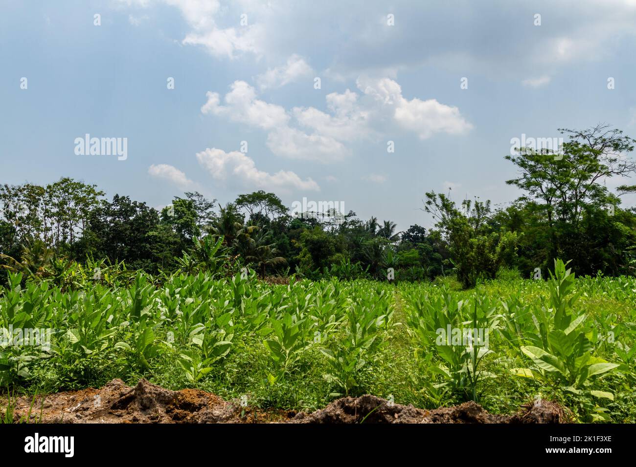 Un champ planté de jeunes tabacs avec des feuilles vertes, un fond de plusieurs arbres et un ciel clair avec quelques nuages Banque D'Images