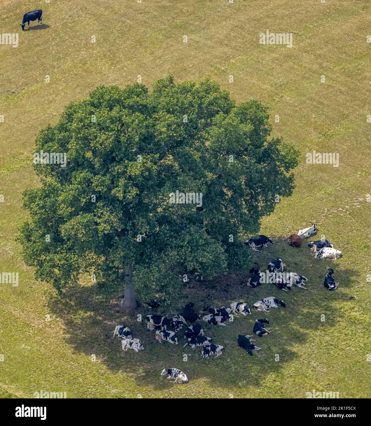 Vue aérienne, arbre sur un champ et vaches à l'ombre, Loikum, Hamminkeln, Basse-Rhin, Rhénanie-du-Nord-Westphalie, Allemagne, arbre, DE, Europe, chaleur, Climat Banque D'Images