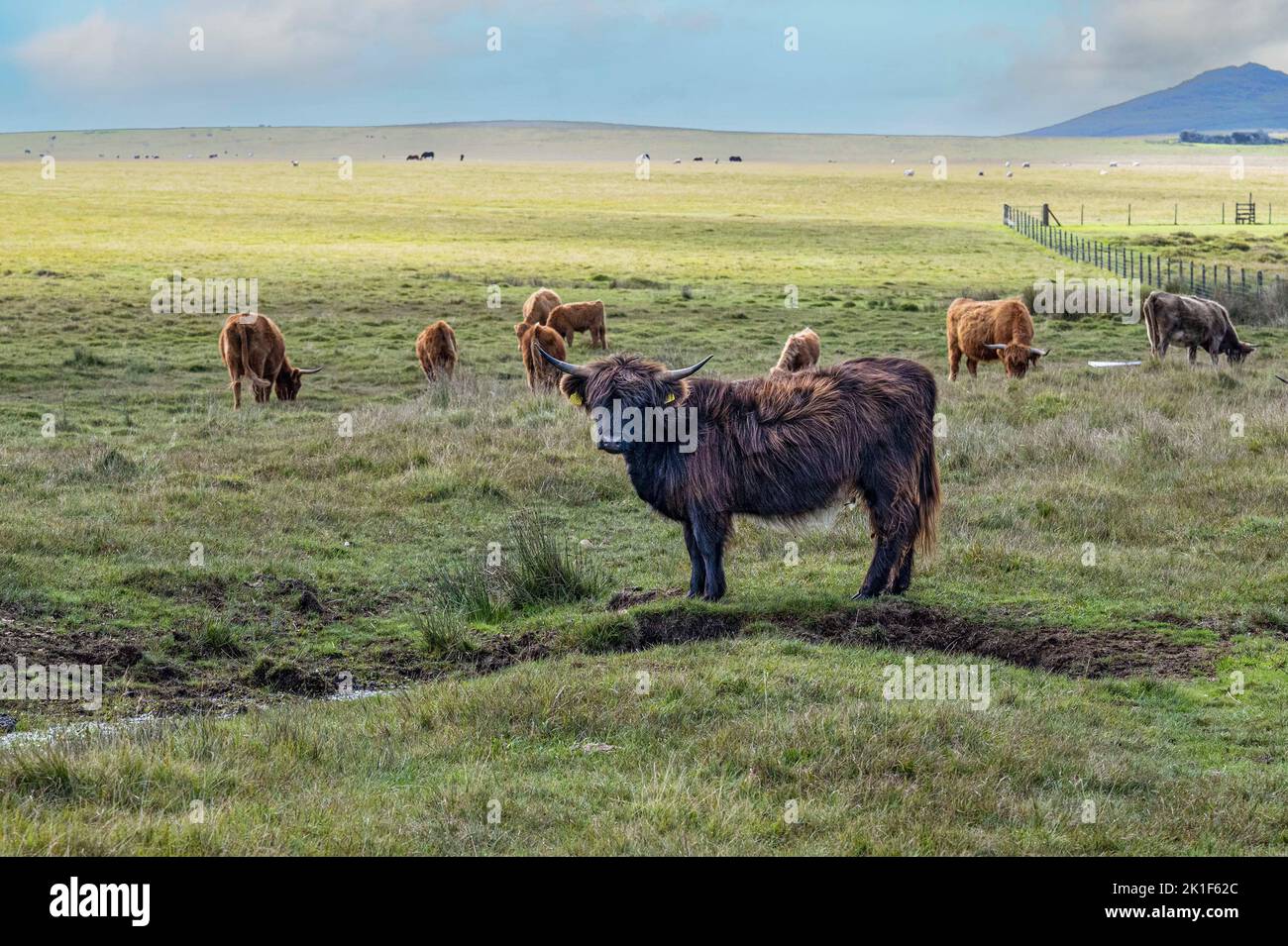 The Highland est une race écossaise de bétail rustique. Il est originaire des Highlands écossais et des îles des Hébrides extérieures d'Écosse Banque D'Images