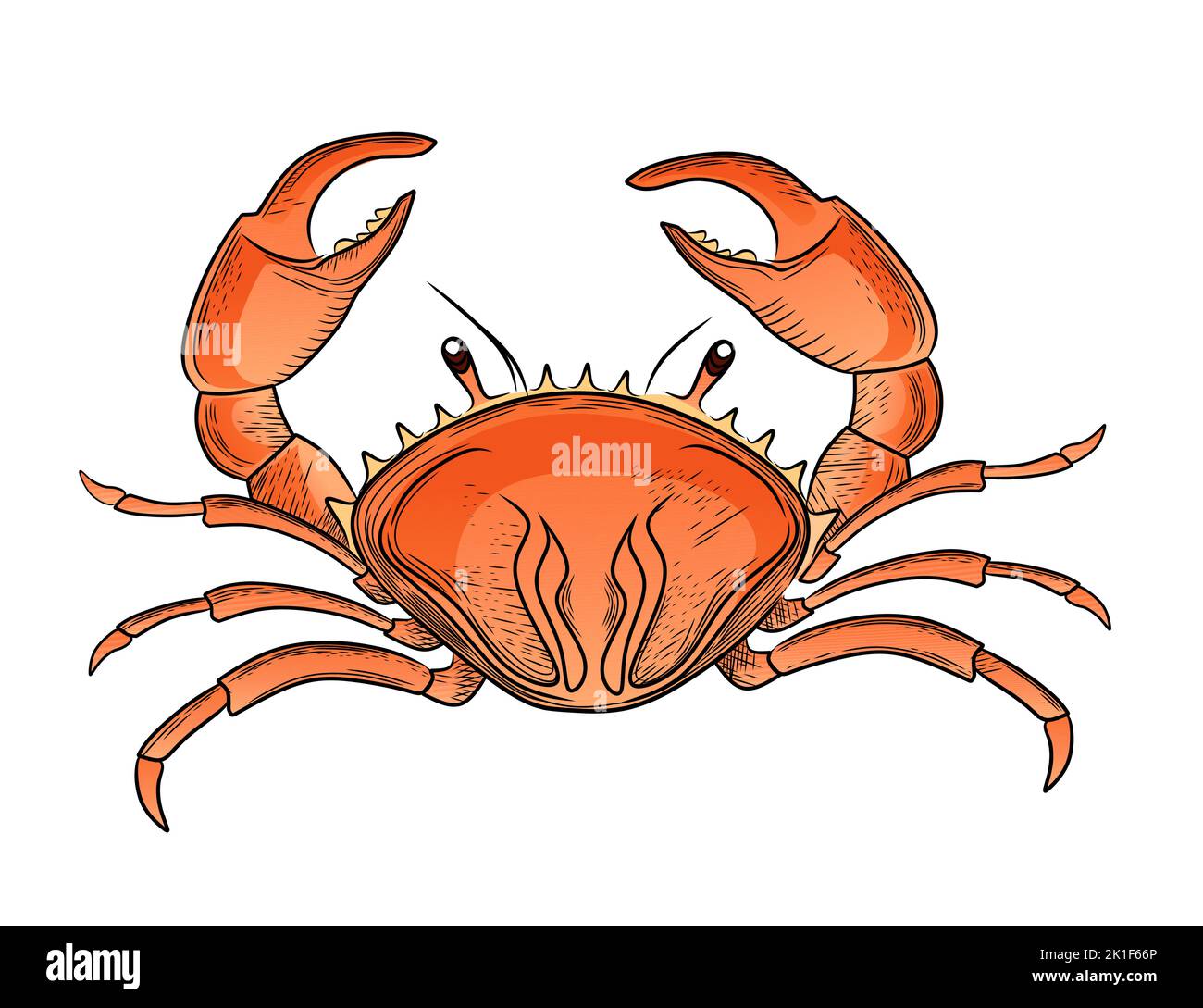 Illustration vectorielle de crabe rouge mignonne isolée sur fond blanc Illustration de Vecteur