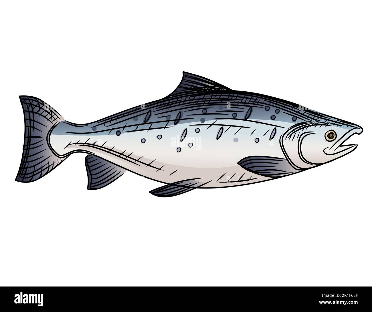 Saumon poisson dessin animé animal dessin illustration vectorielle isolée sur fond blanc Illustration de Vecteur