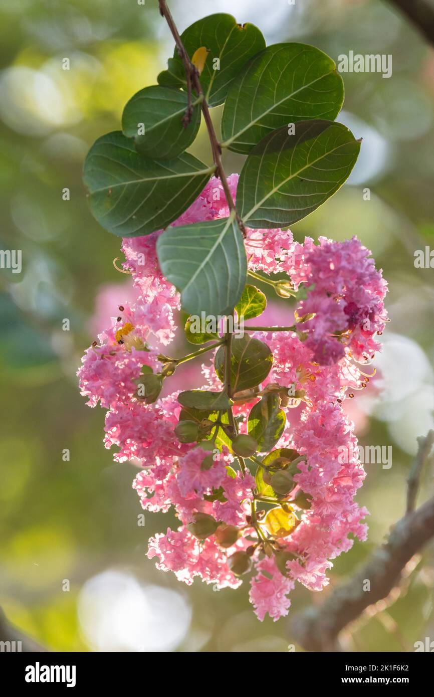 Une fleur rose poussant sur un arbre Lagerstroemia indica dans le jardin d'été. Banque D'Images