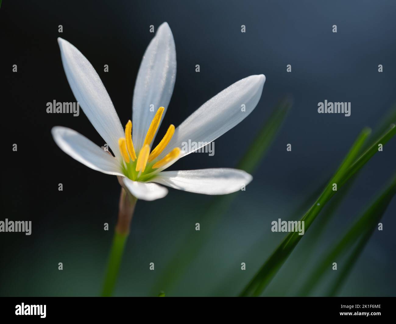 Zephyranthes candida croissant dans un étang au Texas. Banque D'Images