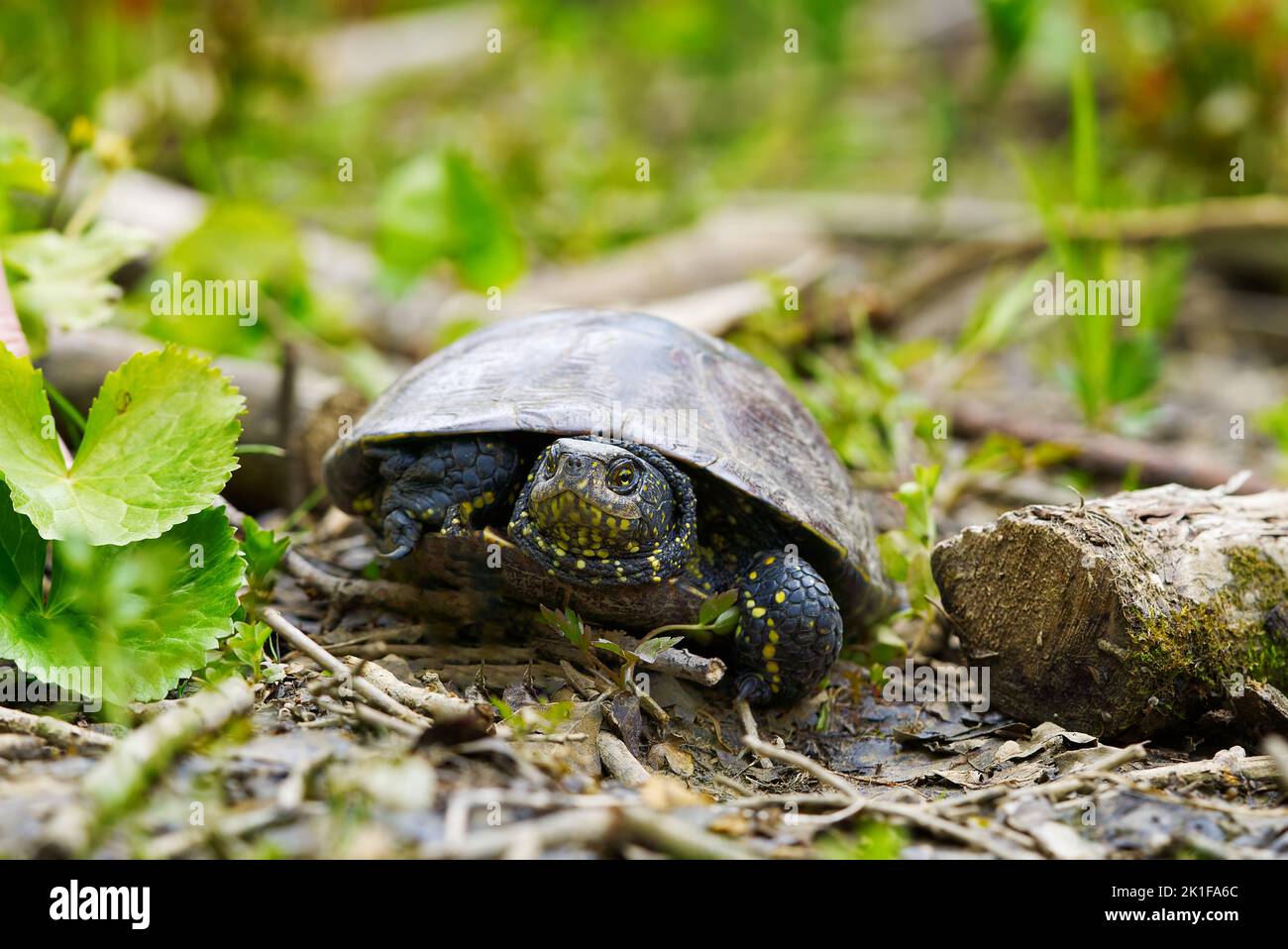 Tortue d'étang européenne Emys orbicularis. Gros plan Banque D'Images