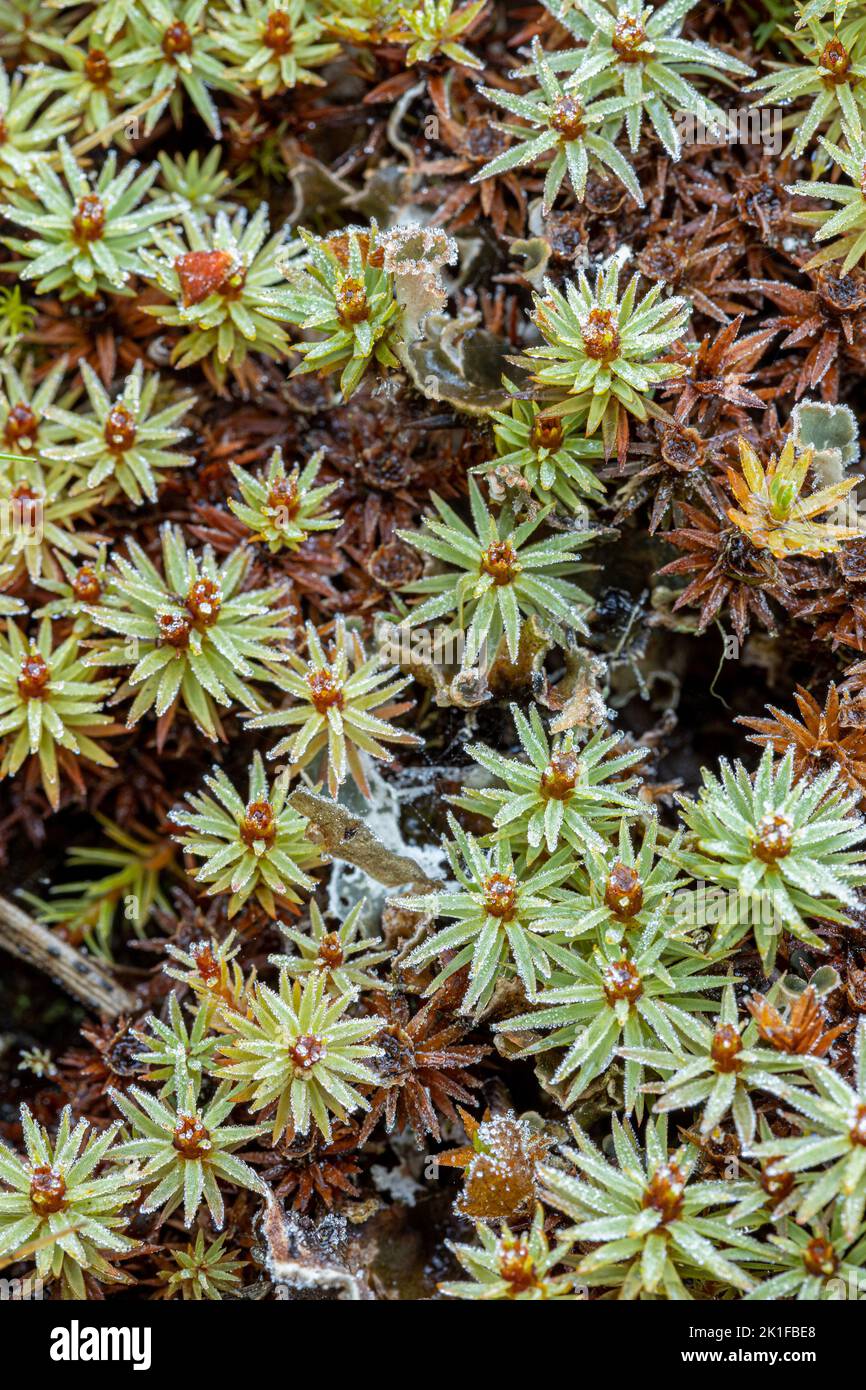 Polytrichum juniperinum Banque D'Images