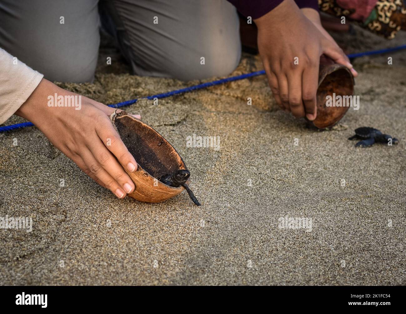 Malang, East Java, Indonésie. 18th septembre 2022. Les visiteurs libèrent 400 jeunes tortues de mer (lépidochelys olivacea).confiscation du commerce illicite des œufs de tortues à l'aéroport de Banyuwangi et à l'aéroport de Bali le mois d'août dans la zone de BSTC (Bajulmati Sea Turle Convervation), plage de Bajulmati, Malang, province de Java est, Indonésie, Sur 18 septembre 2022. (Credit image: © Aman Rochman/ZUMA Press Wire) Credit: ZUMA Press, Inc./Alamy Live News Banque D'Images