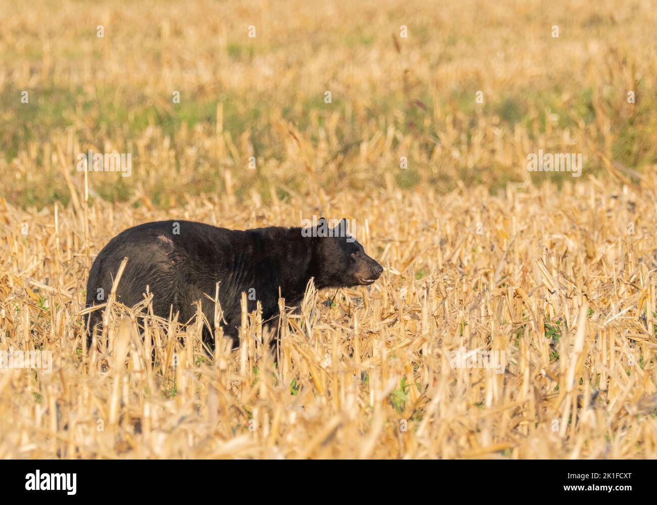 Ours noir (Ursus americanus) Banque D'Images