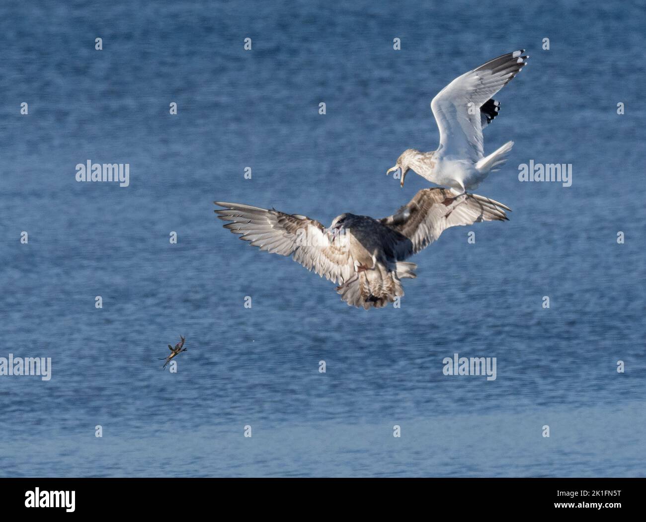 Le Goéland argenté adulte (Larus argentatus) tente de voler le petit crabe du Goéland argenté juvénile Banque D'Images
