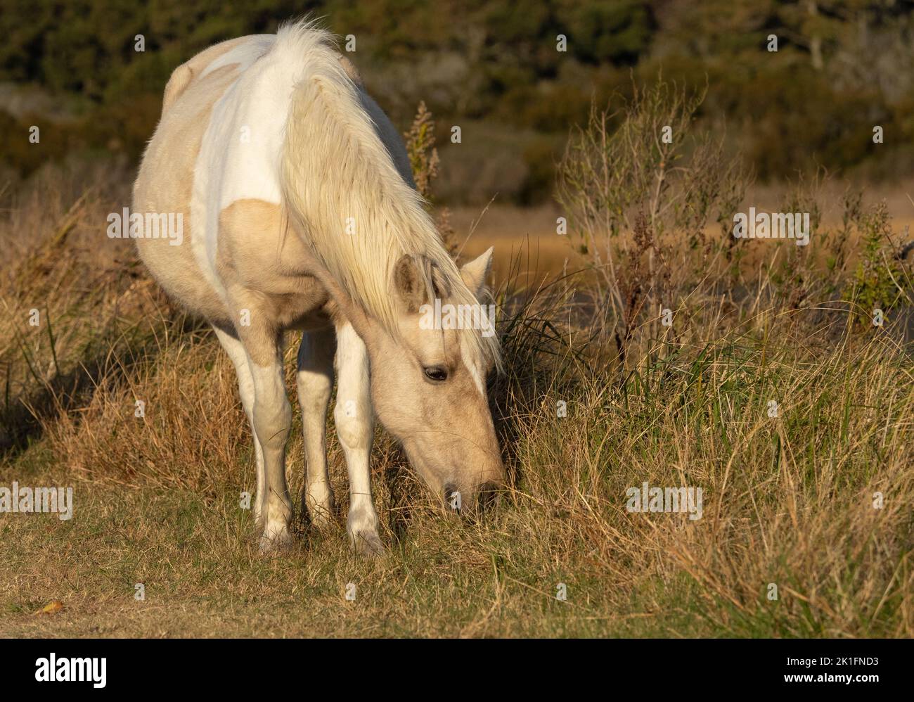 Poney Chincoteague (Equus ferus caballus) Banque D'Images