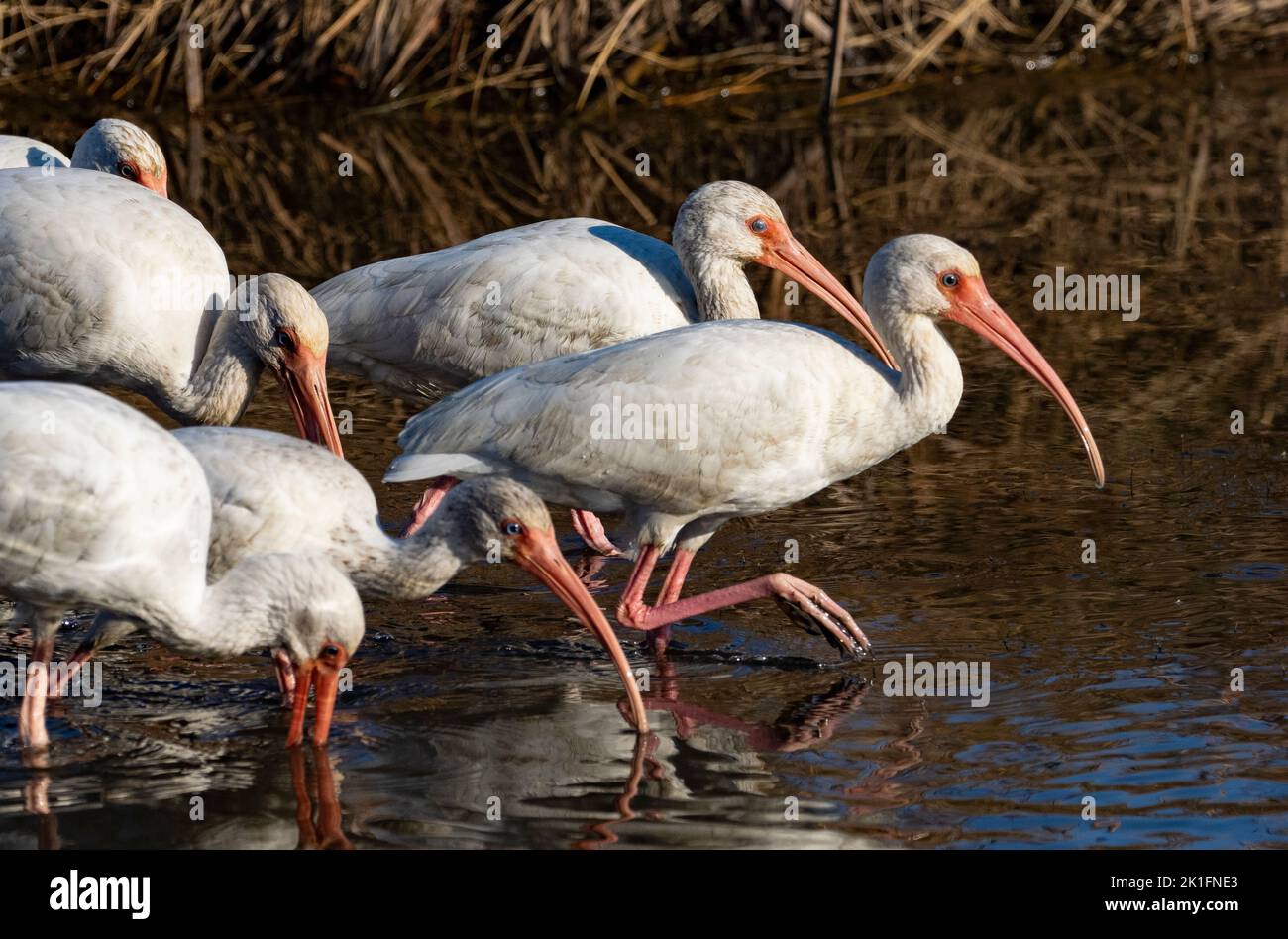 Ibis blanc (Eudocimus albus) Banque D'Images