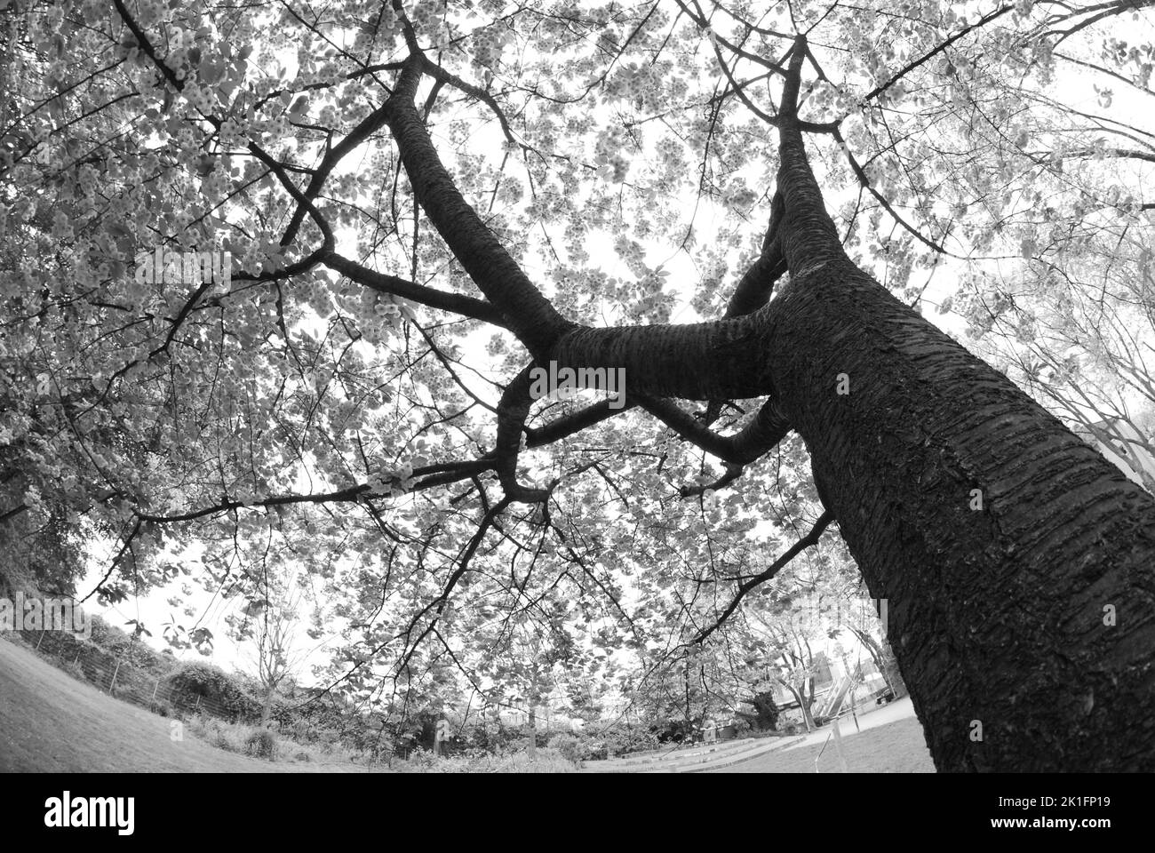 Photo en bas angle en niveaux de gris d'un arbre à Essen, en Allemagne Banque D'Images