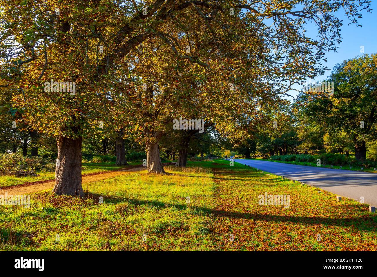 Belle allée du parc royal en automne, à Richmond Park, à Londres, au Royaume-Uni Banque D'Images