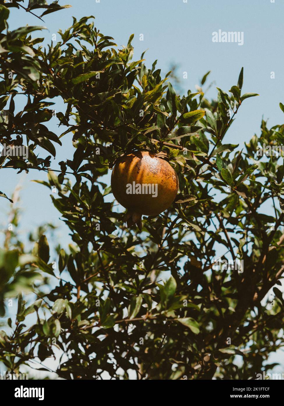 Gros plan de fruits mûrs et juteux à la grenade sur l'arbre sur la récolte à la ferme en automne à l'extérieur Banque D'Images