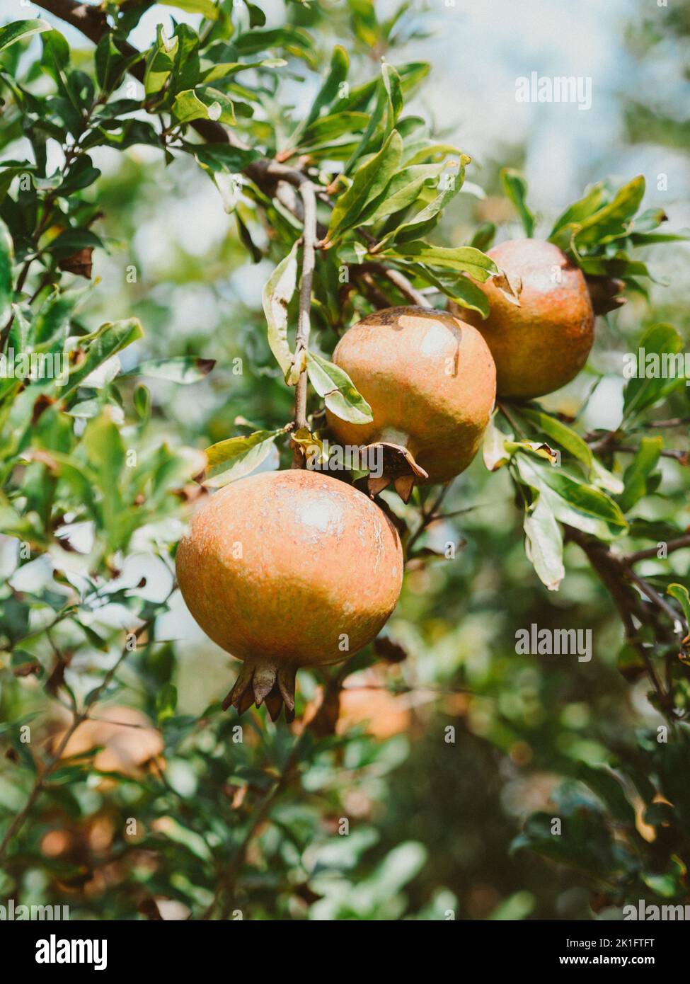 Gros plan de fruits mûrs et juteux à la grenade sur l'arbre sur la récolte à la ferme en automne à l'extérieur Banque D'Images