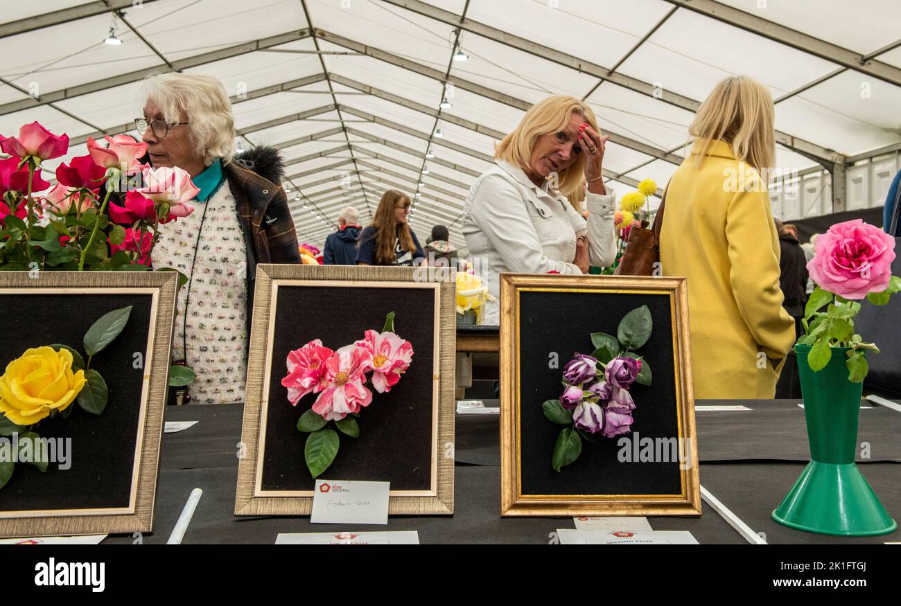 Ripon, North Yorkshire, 18th septembre 2022. Le dernier jour du spectacle de fleurs d'automne de Harrogate. Crédit photo: ernesto rogata/Alay Live News Banque D'Images