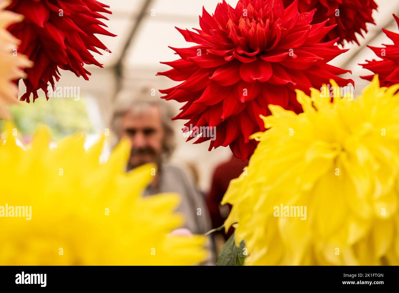 Ripon, North Yorkshire, 18th septembre 2022. Le dernier jour du spectacle de fleurs d'automne de Harrogate. Crédit photo: ernesto rogata/Alay Live News Banque D'Images