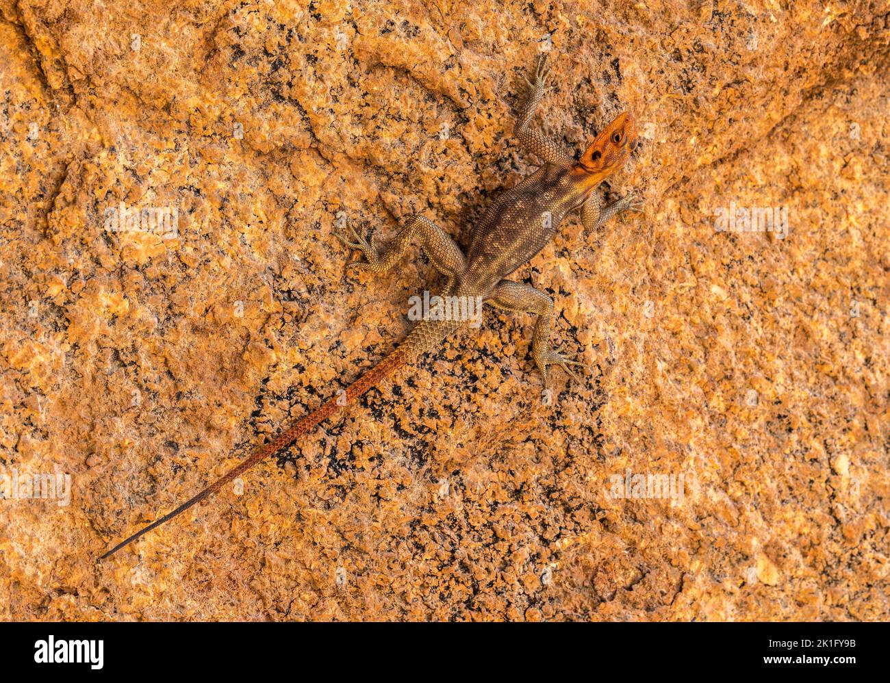 Maître de camouflage: Homme Namib Rock Agama (Agama planiceps) sur l'éperon rocheux de granit de Spitzkoppe, Namibie Banque D'Images