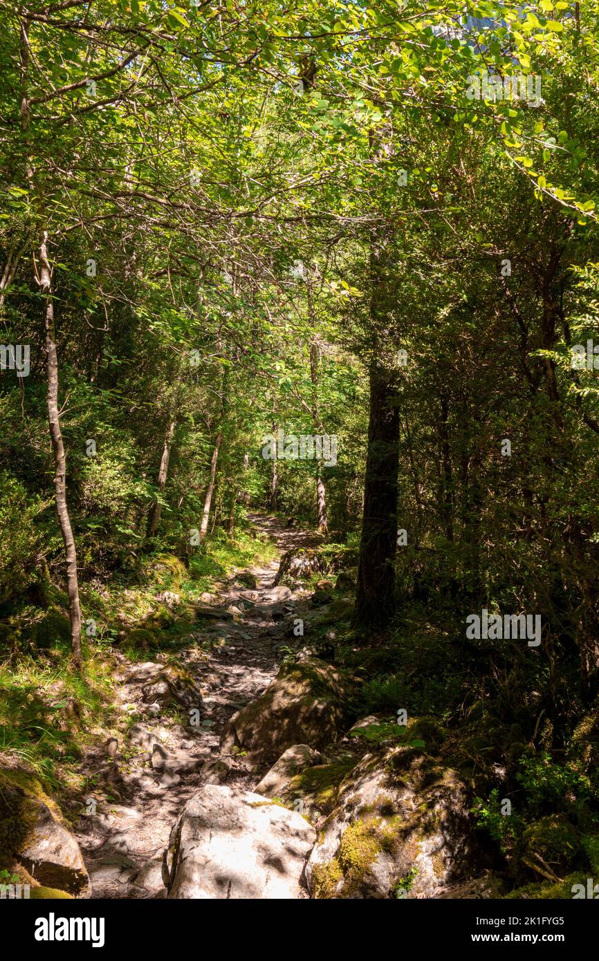 Belle vue à travers une forêt verte avec la lumière du soleil, endroit idyllique sur terre dans les Pyrénées espagnoles. Banque D'Images