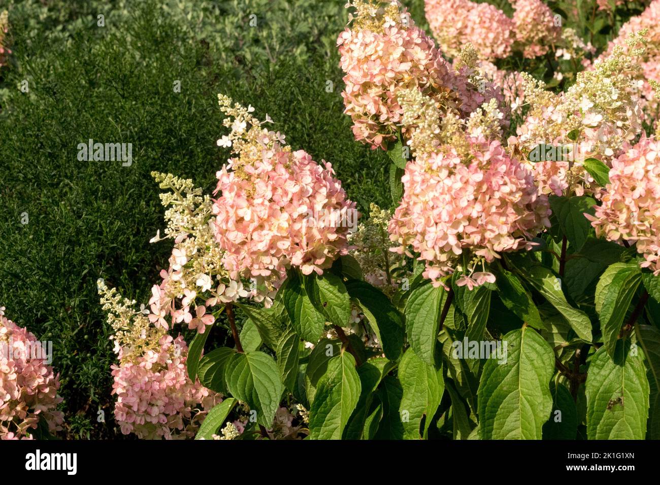 Hydrangea 'Pinky Winky', Rose, fleurs, panicule Hydrangea floraison dans le jardin, panicules Hydrangeas Banque D'Images