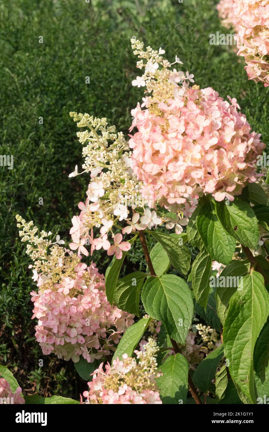 Panicules « Pinky Winky » d'Hydrangea Banque D'Images