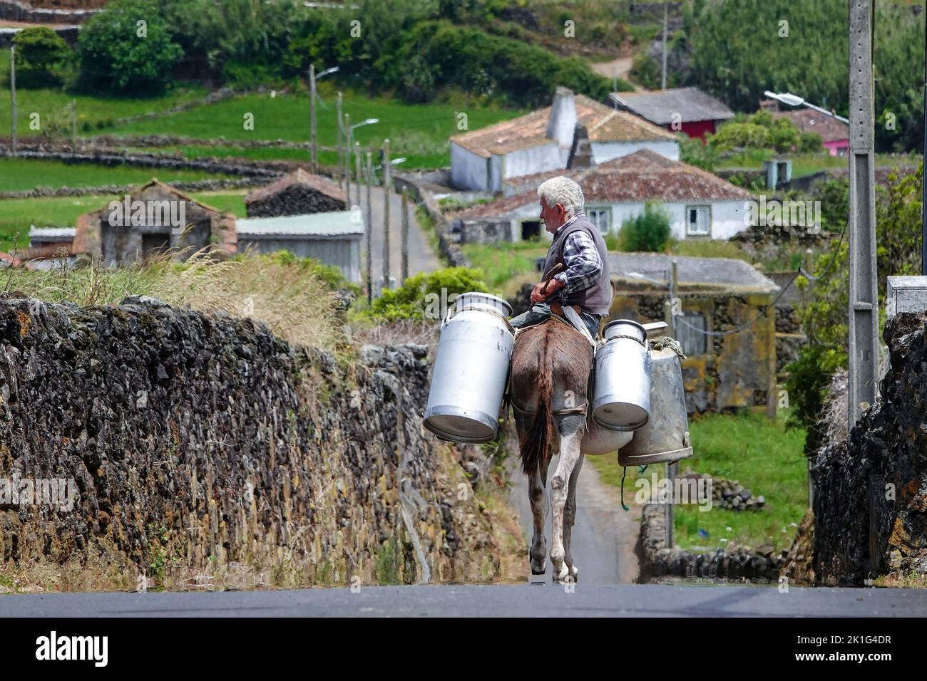 Producteur laitier transportant des canettes de lait sur un âne vers un site de stockage à Villa Nova, île de Terceira, Açores, Portugal. Les Açores sont connues comme terre des vaches heureuses et produisent 30% de toute la production laitière au Portugal. Banque D'Images