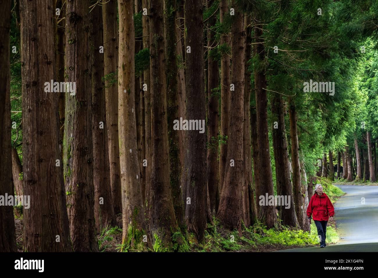 Une femme passe devant des cèdres japonais géants dans le parc naturel Reserva Florestal parcial da Serra de S. Barbara e dos Misterios Negros à Terceira, Açores, Portugal. Plus de 22 pour cent des terres de l'île de Terceira sont mises de côté comme réserves naturelles. Banque D'Images