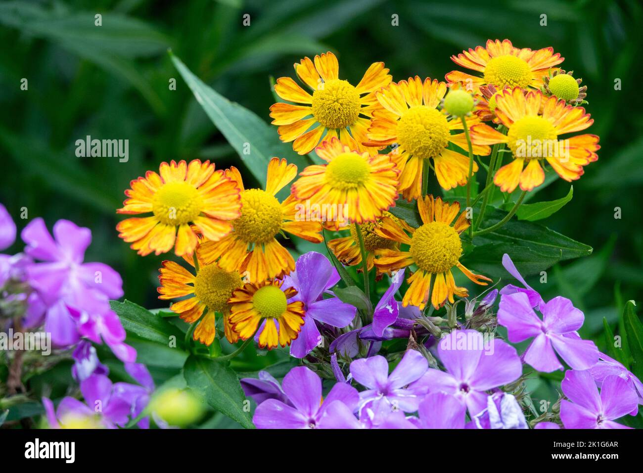 Helenium, Phlox, Helenium « Orange Dust », orange, violet, Fleurs, fleur d'Helens, plante, phlox de jardin Banque D'Images