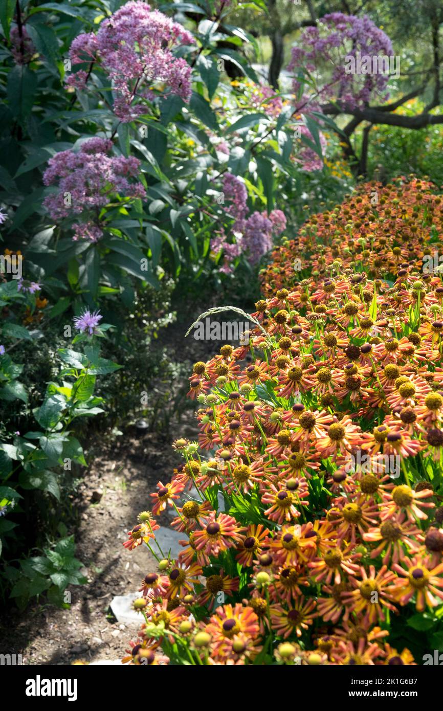 Lit de fleurs orange-violet Helenium 'Loysder Wieck', maculée Joe-Pye Weed, Eutrochium maculatum mi-été, août, plantes Banque D'Images