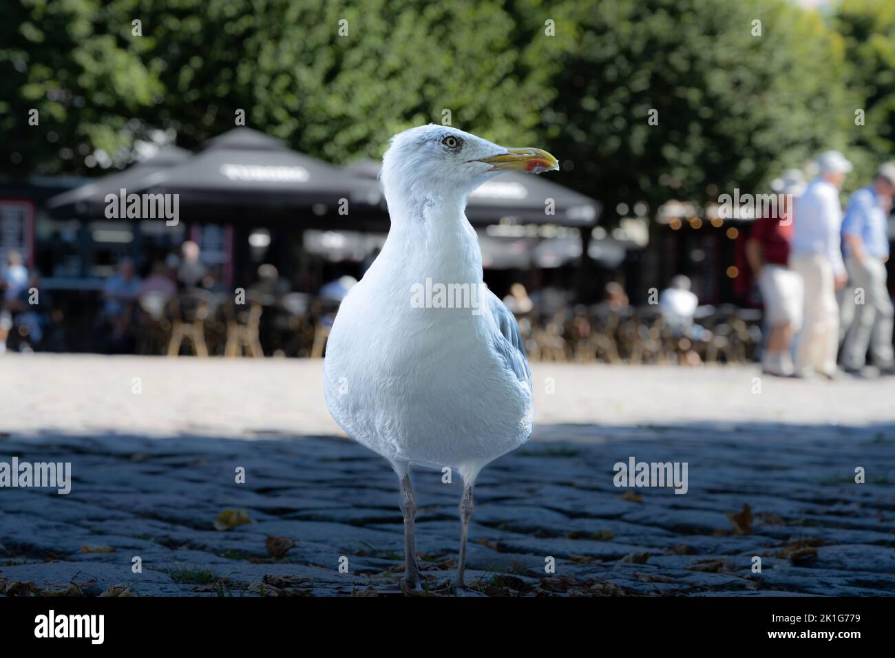 Mouette à l'ombre. Place de la ville en arrière-plan. Vue rapprochée Banque D'Images