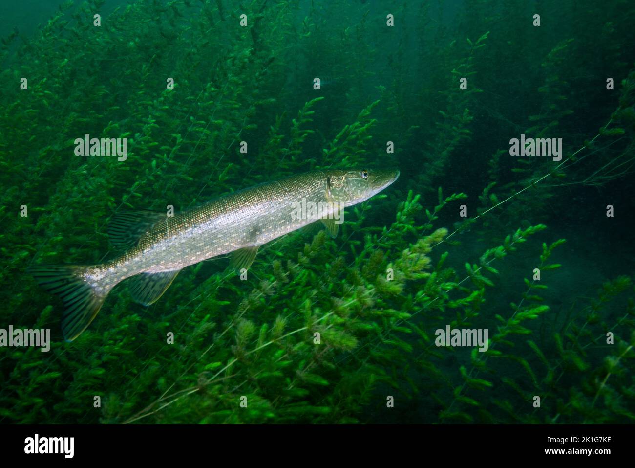 Le grand brochet sous l'eau dans le fleuve Saint-Laurent au Canada Banque D'Images
