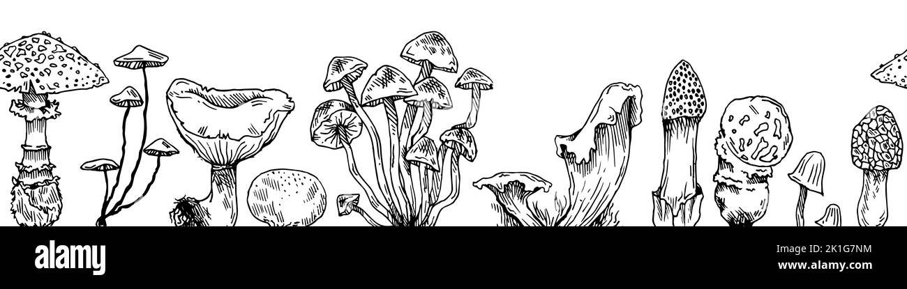 Les champignons poussent horizontalement sur la bordure inférieure sans couture. Champignons comestibles et non comestibles de la forêt sauvage. Esquisse dessinée à la main. Dessin avec Illustration de Vecteur