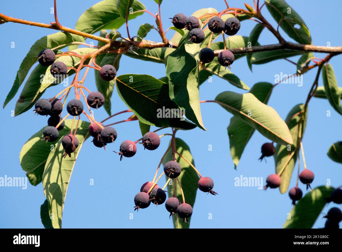 Amelanchier lamarckii baies de juin Amelanchier en branche Banque D'Images
