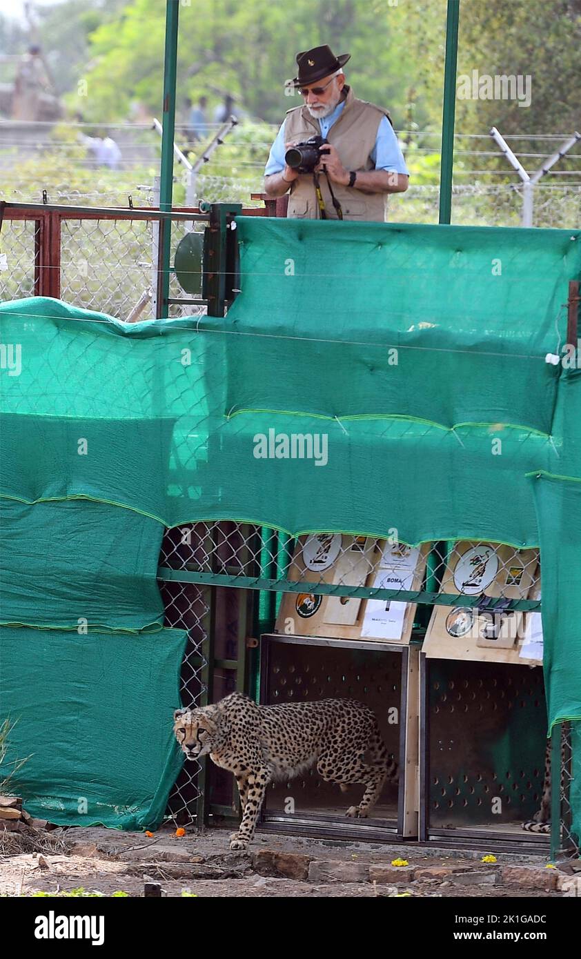 District de Sheopur, Inde. 17th septembre 2022. Le Premier ministre indien Narendra Modi, observe que les premiers Cheetahs sauvages sont libérés dans une zone de détention du parc national de Kuno, à 17 septembre 2022, dans le Madhya Pradesh, en Inde. Les Cheetahs sont éteints en Inde depuis 75 ans et sont repeuplés en utilisant huit animaux de Namibie dans le cadre du projet Cheetah. Crédit: Bureau d'information de presse/PIB photo/Alamy Live News Banque D'Images