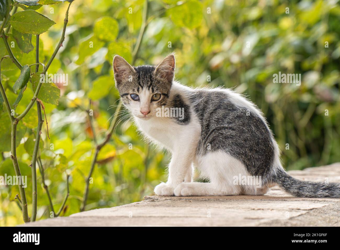 Chat Avec Troisieme Paupiere Banque De Photographies Et D Images A Haute Resolution Alamy