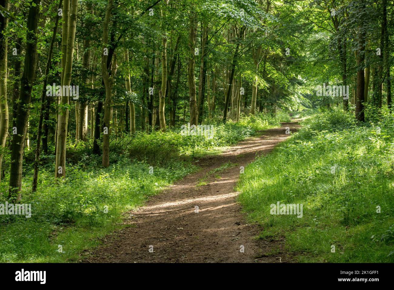 Le sentier de randonnée de Leicestershire Round / Jubilee Way / 10th Battalion Trail passe à travers les bois verts en dessous de Burrugh Hill, Leicestershire, Angleterre, Royaume-Uni Banque D'Images