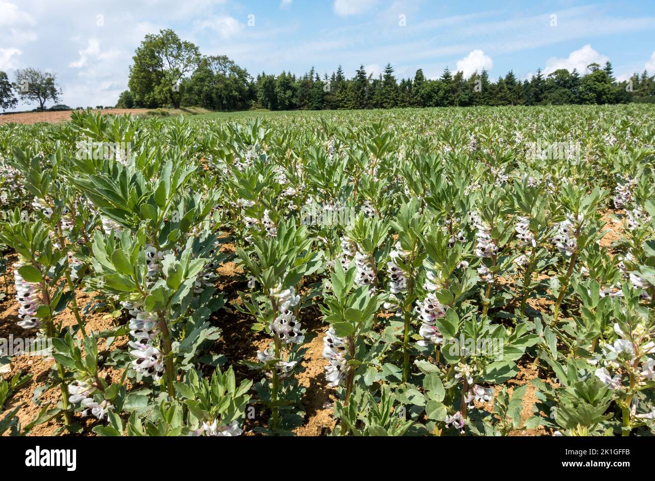 Grande récolte de haricots avec fleurs noires et blanches poussant dans un grand champ de ferme, Leicestershire, Angleterre, Royaume-Uni Banque D'Images