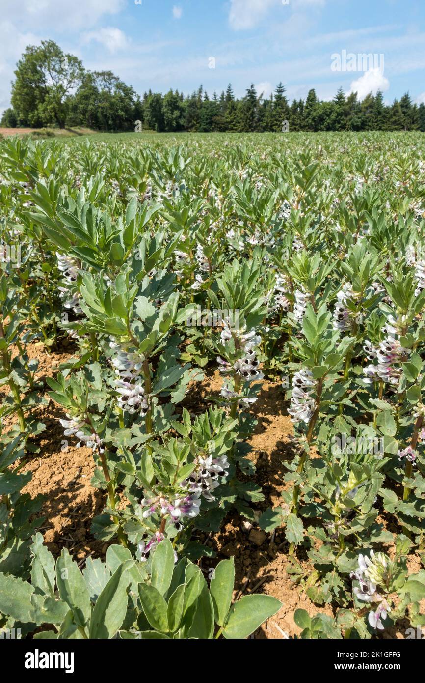 Grande récolte de haricots avec fleurs noires et blanches poussant dans un grand champ de ferme, Leicestershire, Angleterre, Royaume-Uni Banque D'Images