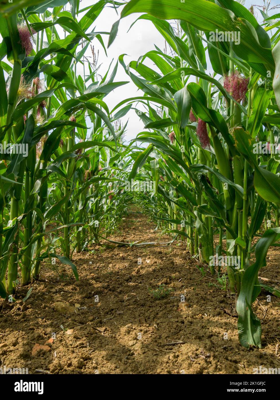 Vue entre les rangées de tiges de maïs doux poussant dans le champ agricole, Leicestershire, Angleterre, Royaume-Uni Banque D'Images
