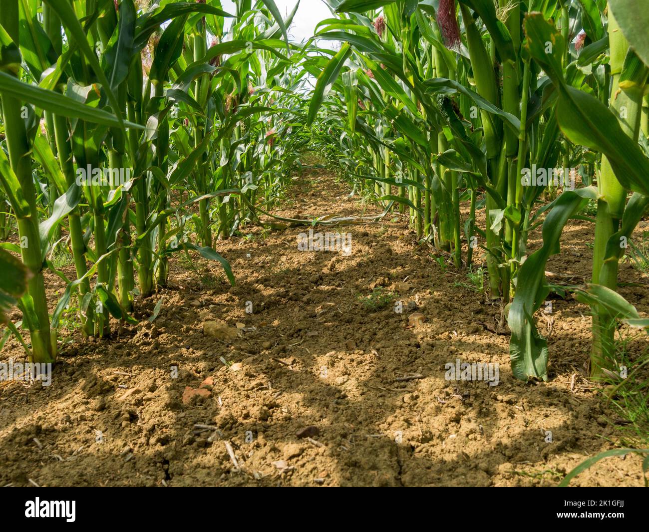 Vue entre les rangées de tiges de maïs doux poussant dans le champ agricole, Leicestershire, Angleterre, Royaume-Uni Banque D'Images