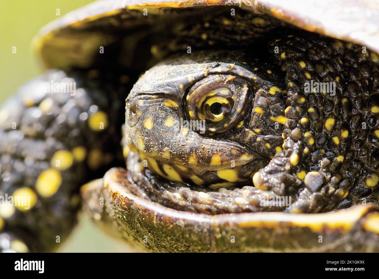 Tortue d'étang européenne Emys orbicularis. Gros plan Banque D'Images