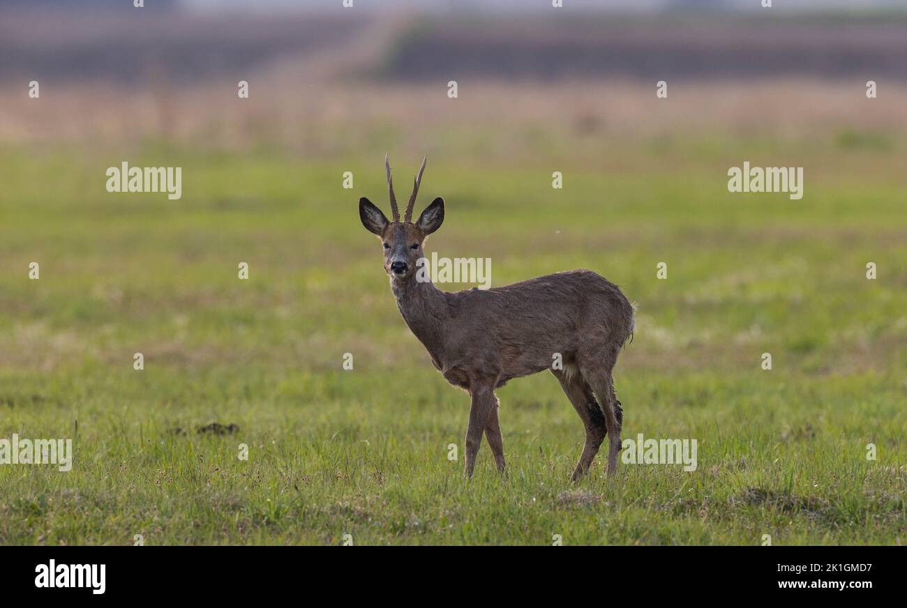 ROE Deer(Capreolus capreolus) homme regardant la caméra dans le pré de printemps, Podlaskie Voivodeship, Pologne, Europe Banque D'Images
