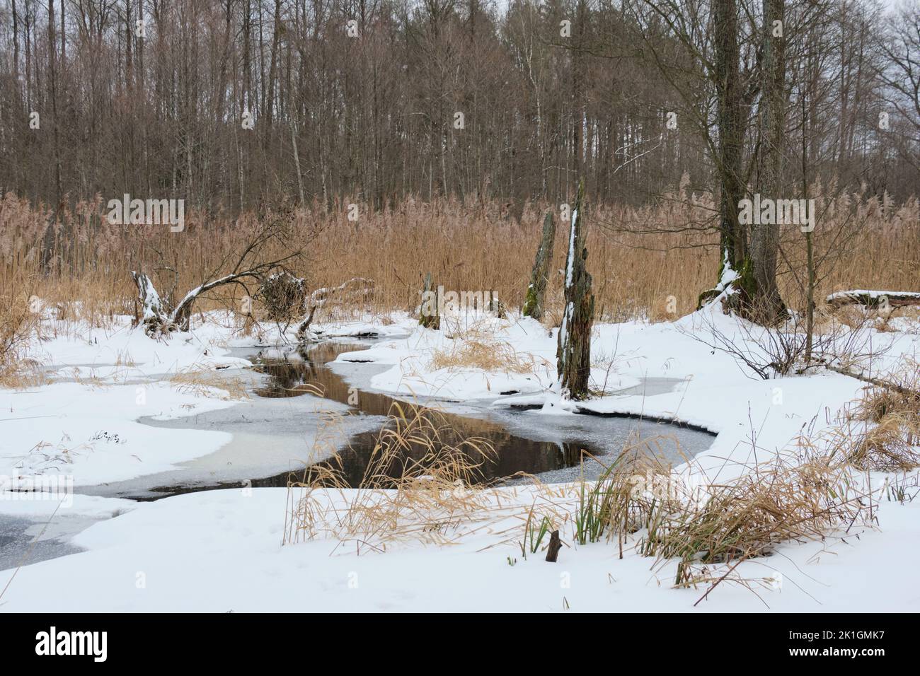 Paysage hivernal de la rivière Lesna gelée en journée nuageux avec roseau sèche en arrière-plan, Podlasie Voivodeship, Pologne, Europe Banque D'Images